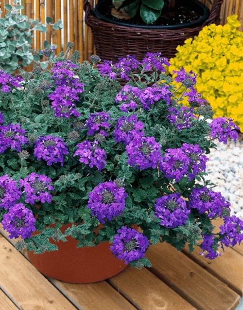 Verbena Flower Season in India