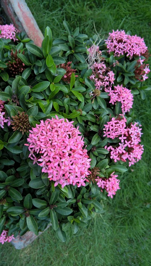 West Indian Jasmine pink flowe in india