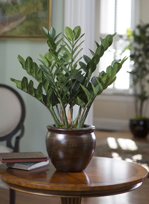 ZZ Plant brown pot on the table