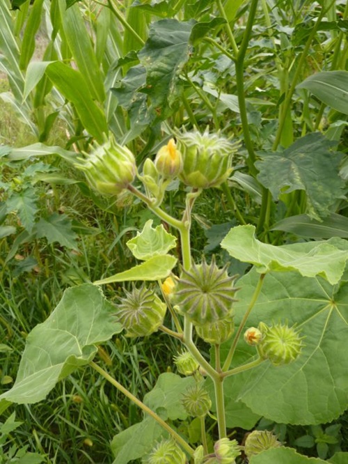Greenflower Indian Mallow plant in garden