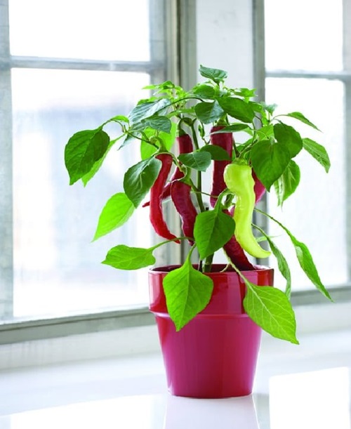  Ring of Fire Plant pot near window