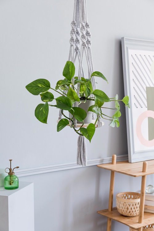 pothos Best Decorative Plants in India