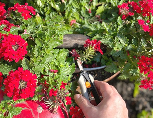 Verbena Flower Care,pruning 