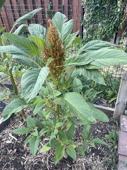 Leafy Vegetables in Kerala in fence 