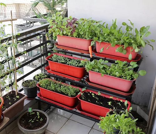 Balcony Garden