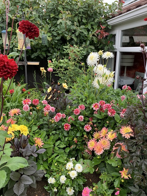 Blooming Time for Different Dahlia Varieties