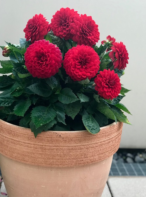 Dahlia Flower Season in India 