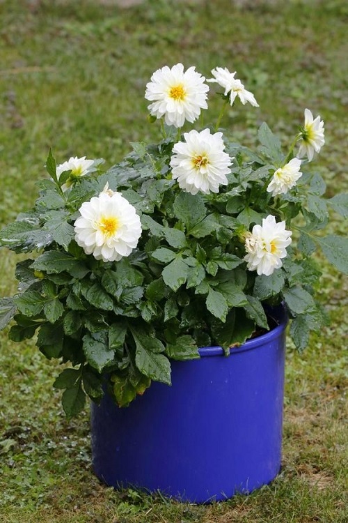 When to Plant Dahlia Flowers