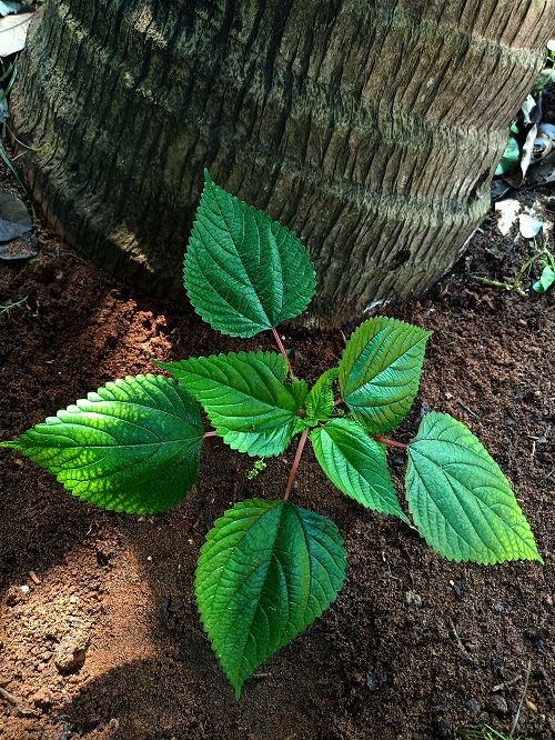 small Leafy Vegetables in Kerala
