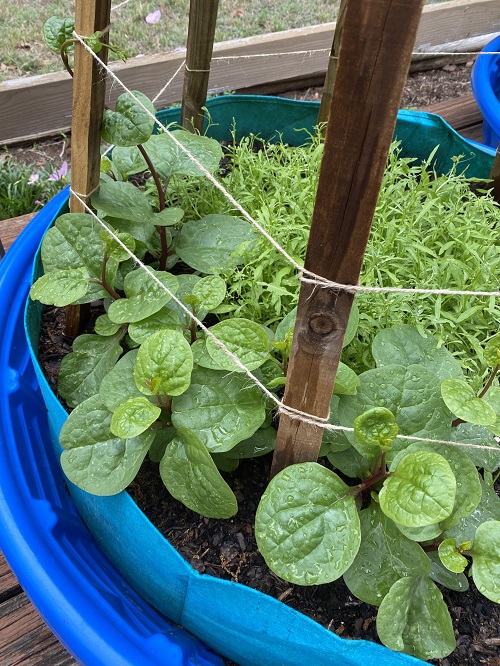 Leafy Vegetables in Kerala in plastic tub