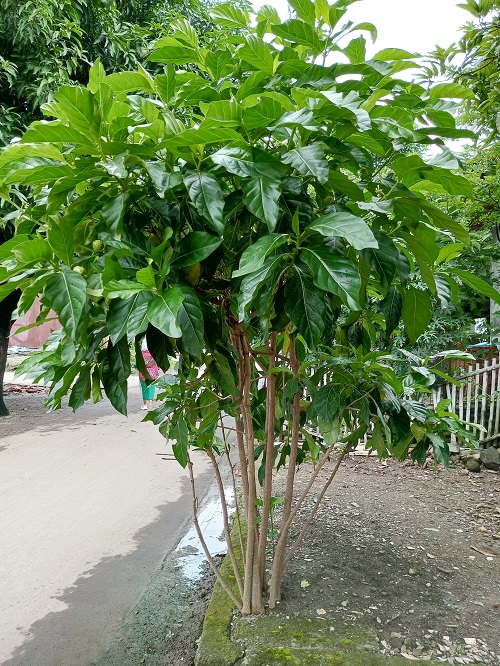 Leafy Vegetables in Kerala near Roadside