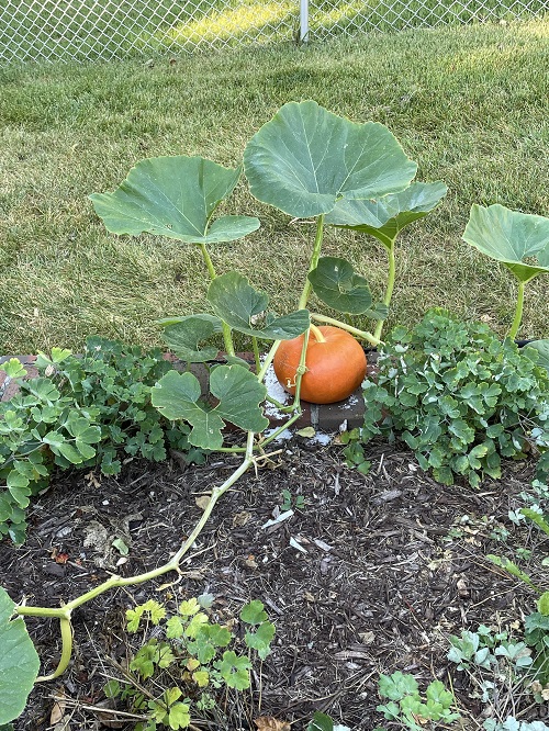 Leafy Vegetables in Kerala in garden 1