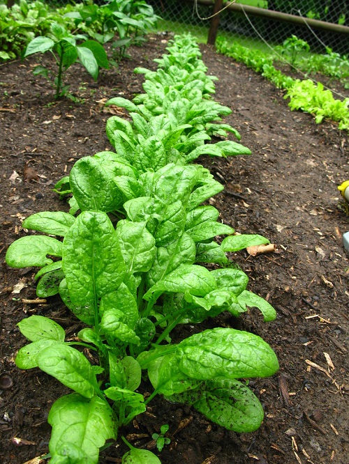 Leafy Vegetables in Kerala garden