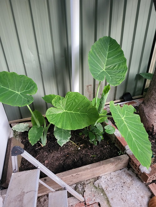 best Leafy Vegetables in Kerala 1