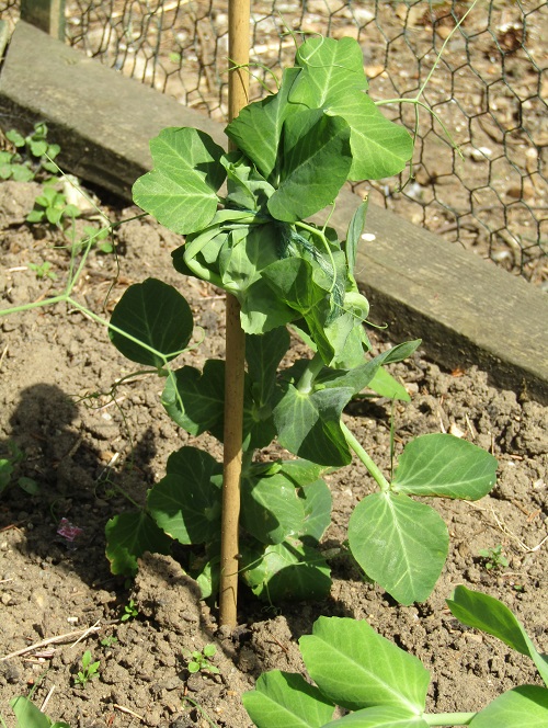 best Leafy Vegetables in Kerala