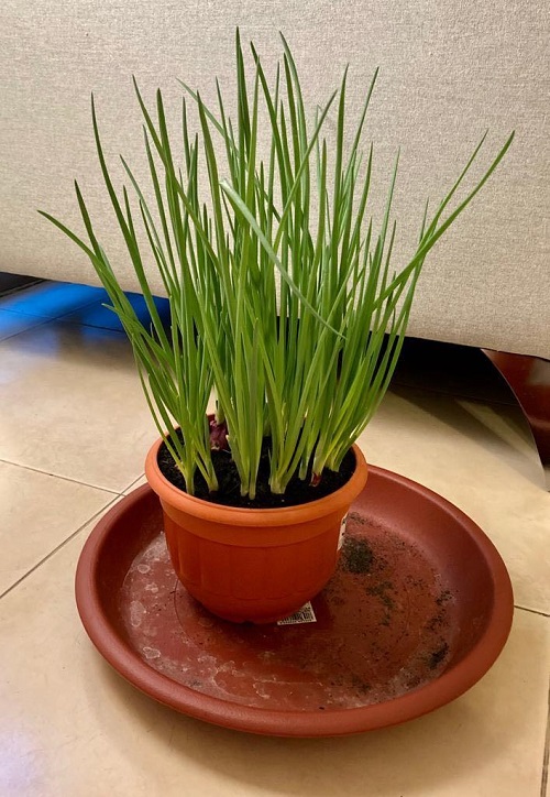 Leafy Vegetables in Kerala