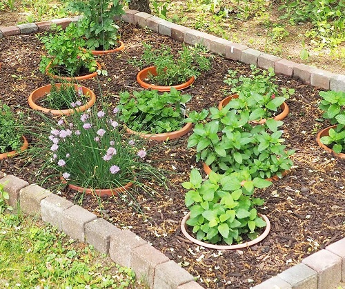 Types of Kitchen Garden