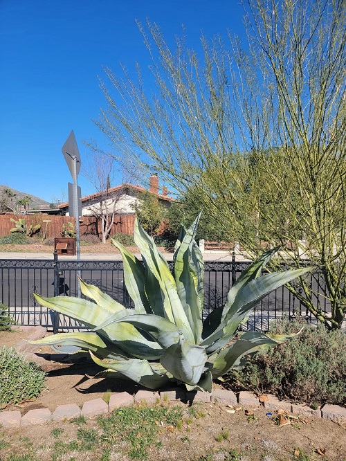 Common Roadside Plants 