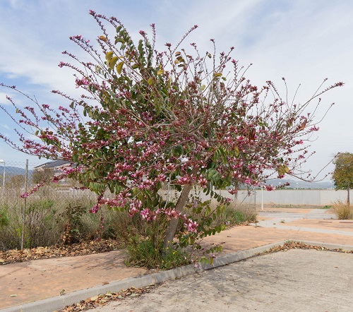 Common India Highway Plants
