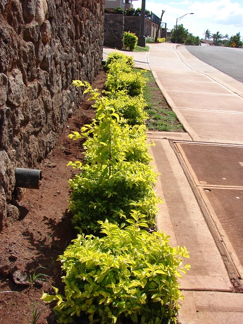 amazing Common Roadside Plants in India
