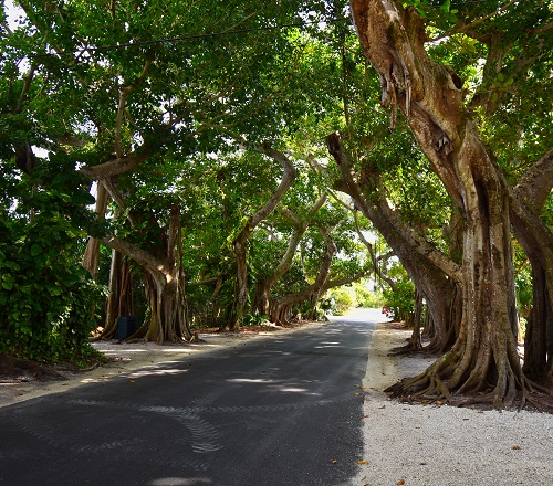 best Common Roadside Trees in India