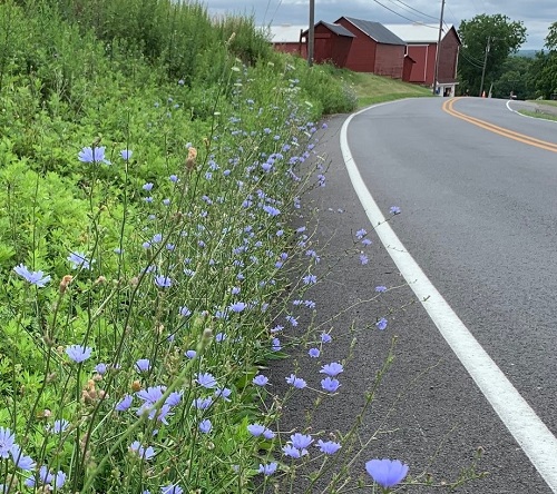 lovely Common India Highway Plants
