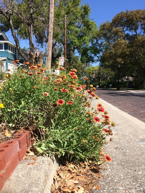 Common India Highway flowering Plants