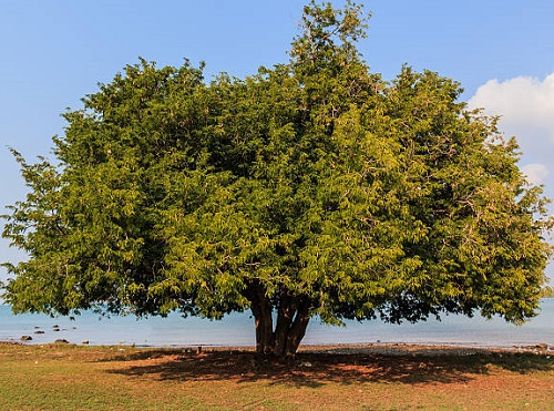 Big tamarind tree near the sea