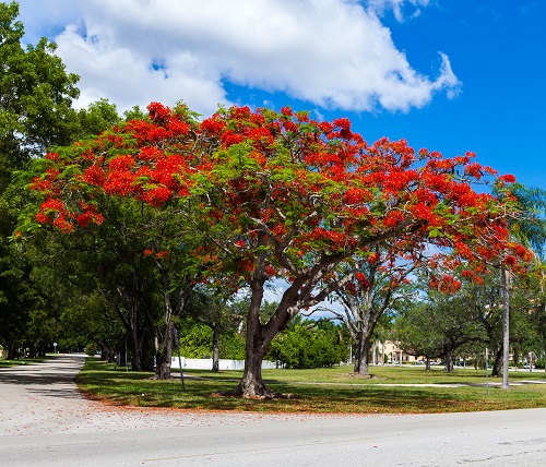beautiful Common India Roadside  tree
