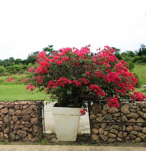 Common Roadside Plants in India