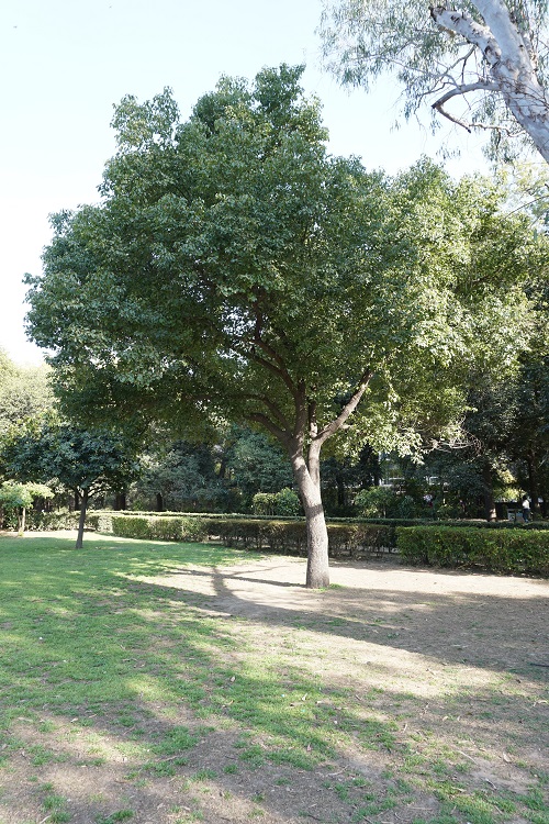 Fast Growing Trees in Maharashtra