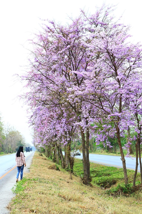Common Roadside Trees in India